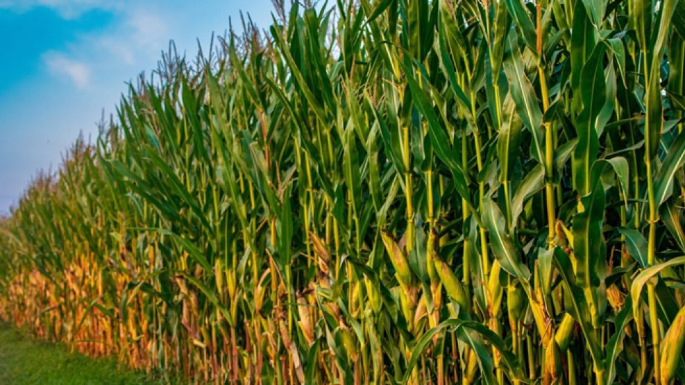 Producción de maíz