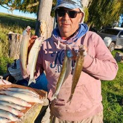 La laguna ofrece un pejerrey con un promedio que oscila entre los 300 y 500 gramos, con presencia de algunos ejemplares de mayor tamaño que sorprenden entreverados.