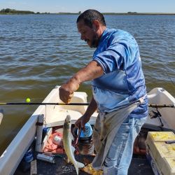 La laguna ofrece un pejerrey con un promedio que oscila entre los 300 y 500 gramos, con presencia de algunos ejemplares de mayor tamaño que sorprenden entreverados.