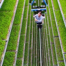 Imagen de un empleado cuidando plántulas de arroz en una fábrica inteligente de plántulas, en el distrito de Guangshan de la ciudad de Xinyang, en la provincia de Henan, en el centro de China. | Foto:Xinhua/Xie Wanbo