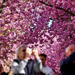 Varias personas fotografían los cerezos en flor en la calle Heerstrasse de Bonn, al oeste de Alemania. Cada año, personas de todo el mundo visitan la antigua capital alemana para presenciar este fenómeno natural, que se ha convertido en una popular atracción turística europea. | Foto:INA FASSBENDER / AFP