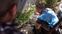 10-04-2026 Chikunguya casos Córdoba