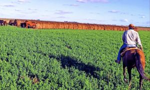 La confianza del campo está en su nivel más alto.