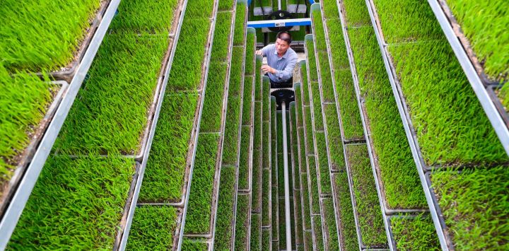 Imagen de un empleado cuidando plántulas de arroz en una fábrica inteligente de plántulas, en el distrito de Guangshan de la ciudad de Xinyang, en la provincia de Henan, en el centro de China.