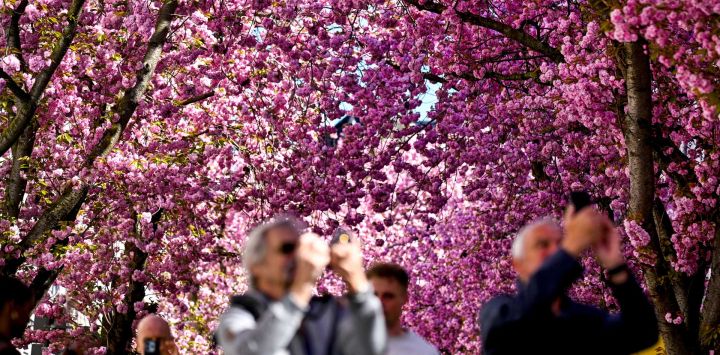 Varias personas fotografían los cerezos en flor en la calle Heerstrasse de Bonn, al oeste de Alemania. Cada año, personas de todo el mundo visitan la antigua capital alemana para presenciar este fenómeno natural, que se ha convertido en una popular atracción turística europea.