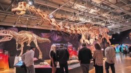 12_04_2026_dinosaurio_cortesiamef_g