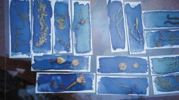 Muestra La Enredadera FiguraFono