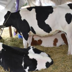 Esta semana se hace en Nogoyá la XXII Expo Provincial de la Leche y la XIII Edición de la Expo Jersey Entrerriana.