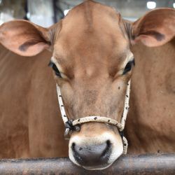 Esta semana se hace en Nogoyá la XXII Expo Provincial de la Leche y la XIII Edición de la Expo Jersey Entrerriana.