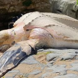 Imagen de la tortuga laúd encontrada.