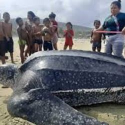 Es la tortuga marina más grande del mundo.