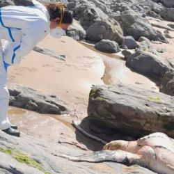 El ejemplar apareció, sin vida, en la playa de Portio, Cantabria.