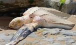 Mirá la tortuga laúd que apareció sin vida en una playa de Cantabria 
