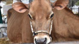 Esta semana se hace en Nogoyá la XXII Expo Provincial de la Leche y la XIII Edición de la Expo Jersey Entrerriana.