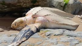Mirá la tortuga laúd que apareció sin vida en una playa de Cantabria