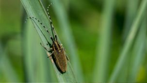 La enfermedad de Chagas