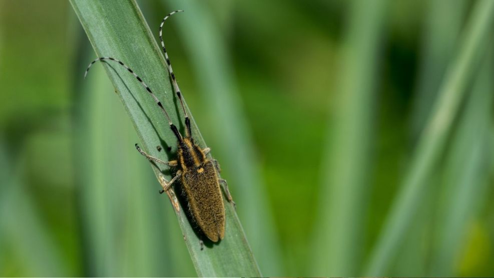 La enfermedad de Chagas