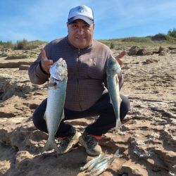 La anchoa ataca con inusitada violencia, ofreciendo combates intensos. Sus dientes filosos pueden cortar nylon con facilidad, por lo que se recomienda el uso de líder de acero, especialmente ante los tamaños que se vienen registrando.