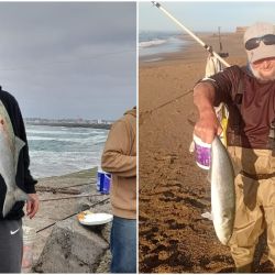 La anchoa ataca con inusitada violencia, ofreciendo combates intensos. Sus dientes filosos pueden cortar nylon con facilidad, por lo que se recomienda el uso de líder de acero, especialmente ante los tamaños que se vienen registrando.