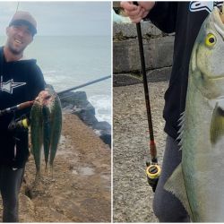 La anchoa ataca con inusitada violencia, ofreciendo combates intensos. Sus dientes filosos pueden cortar nylon con facilidad, por lo que se recomienda el uso de líder de acero, especialmente ante los tamaños que se vienen registrando.