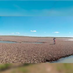 El origen del problema se remonta a la década de 1980, cuando la especie fue introducida ilegalmente en la región de Bahía San Blas con fines de cultivo. El proyecto no prosperó, pero las ostras lograron adaptarse y comenzaron a reproducirse de manera natural, expandiéndose progresivamente por la costa.