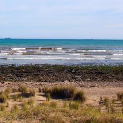 El origen del problema se remonta a la década de 1980, cuando la especie fue introducida ilegalmente en la región de Bahía San Blas con fines de cultivo. El proyecto no prosperó, pero las ostras lograron adaptarse y comenzaron a reproducirse de manera natural, expandiéndose progresivamente por la costa.