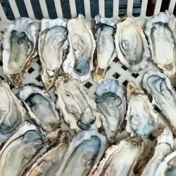 El origen del problema se remonta a la década de 1980, cuando la especie fue introducida ilegalmente en la región de Bahía San Blas con fines de cultivo. El proyecto no prosperó, pero las ostras lograron adaptarse y comenzaron a reproducirse de manera natural, expandiéndose progresivamente por la costa.