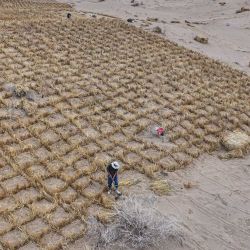Trabajadores colocan barreras de paja en dunas de arena onduladas en un área de control de la desertificación en Qingshui, Jiuquan, en la provincia de Gansu, al noroeste de China. | Foto:CN-STR / AFP