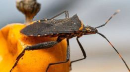 1,3 millones de argentinos tienen chagas: en qué consiste y cuáles son los síntomas.