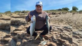 La anchoa ataca con inusitada violencia, ofreciendo combates intensos. Sus dientes filosos pueden cortar nylon con facilidad, por lo que se recomienda el uso de líder de acero, especialmente ante los tamaños que se vienen registrando.