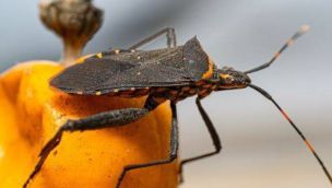 1,3 millones de argentinos tienen chagas: en qué consiste y cuáles son los síntomas.