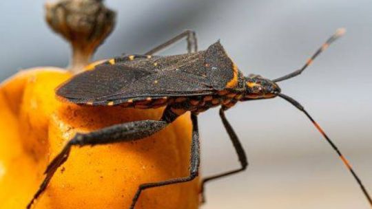 1,3 millones de argentinos tienen chagas: en qué consiste y cuáles son los síntomas