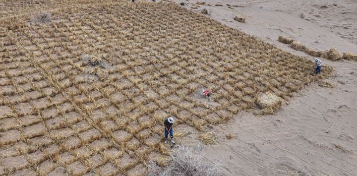 Trabajadores colocan barreras de paja en dunas de arena onduladas en un área de control de la desertificación en Qingshui, Jiuquan, en la provincia de Gansu, al noroeste de China.