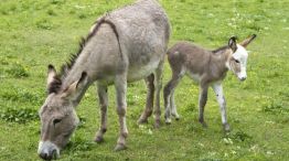 Crece la polémica por la venta de la carne de burro.