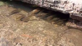 Expertos señalan que la infraestructura urbana y el entubamiento de antiguos arroyos son determinantes para que esto ocurra, ya que muchos cursos naturales hoy canalizados mantienen conexión directa con el río.