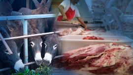 Inesperado: la carne de burro a $7.500 gana terreno en la Patagonia y marca un giro