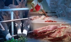 Carne de burro 15042026