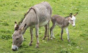 Crece la polémica por la venta de la carne de burro.