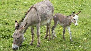 Crece la polémica por la venta de la carne de burro.