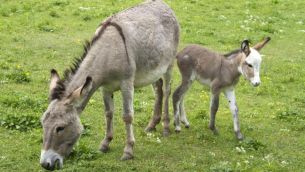 Crece la polémica por la venta de la carne de burro.