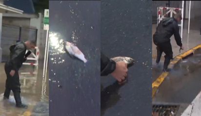 Un notero de TN salvó a un pez que agonizaba en el asfalto