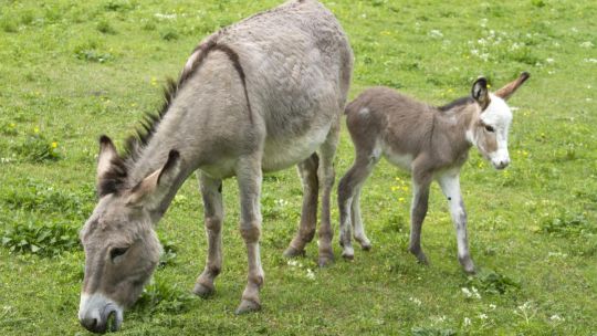 Crece la polémica por la venta de la carne de burro