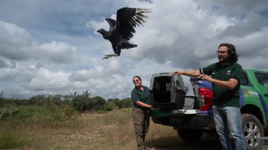 Segunda oportunidad: Policía Ambiental devolvió fauna silvestre a su hábitat natural