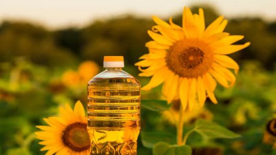 Campaña de girasol en auge: “La cadena en su conjunto respondió aumentando la producción y expandiendo la superficie”