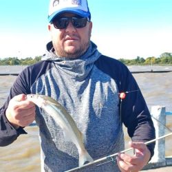 Los resultados muestran algunos ejemplares de buen porte entreverados con piezas chicas, lo que indica que el proceso de arrime recién comienza. Además, se destaca una fuerte presencia de bogas y bagres amarillos, que también toman la carnada destinada al pejerrey.