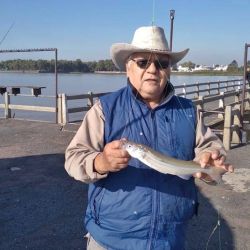 Los resultados muestran algunos ejemplares de buen porte entreverados con piezas chicas, lo que indica que el proceso de arrime recién comienza. Además, se destaca una fuerte presencia de bogas y bagres amarillos, que también toman la carnada destinada al pejerrey.