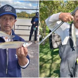 Los resultados muestran algunos ejemplares de buen porte entreverados con piezas chicas, lo que indica que el proceso de arrime recién comienza. Además, se destaca una fuerte presencia de bogas y bagres amarillos, que también toman la carnada destinada al pejerrey.