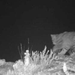 El gato andino se encuentra en peligro de extinción.