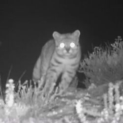 El registro reafirma a Villavicencio como un santuario clave para salvar a este animal de la extinción.