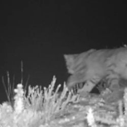 Las fotos fueron tomadas por los guardaparques de Villavicencio con cámaras trampa 